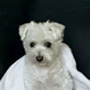 Meet your Posher, Marilyn